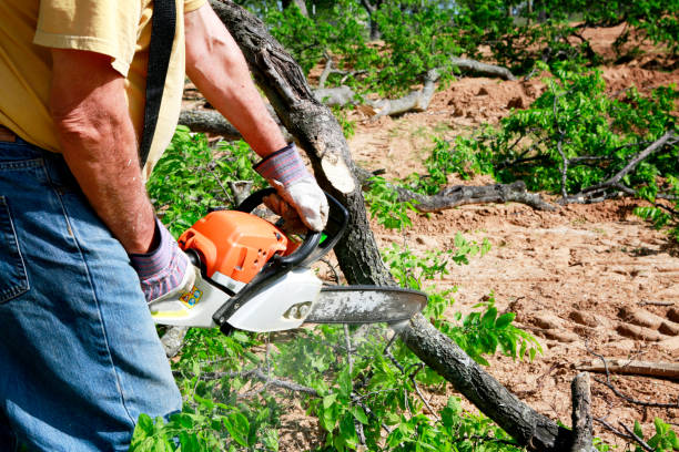 Best Hazardous Tree Removal  in USA